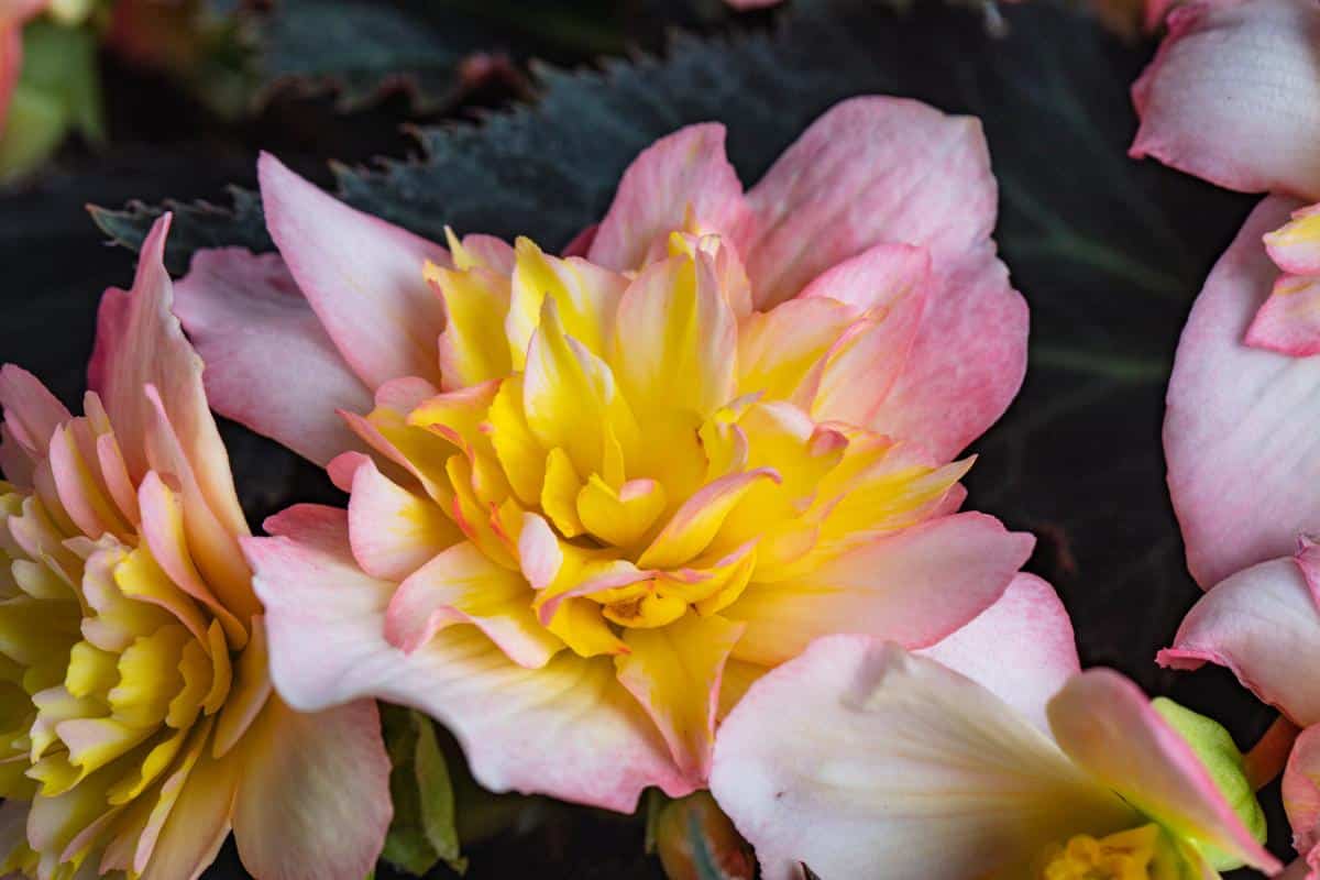 Beaugonia Saffran Glow Begonia