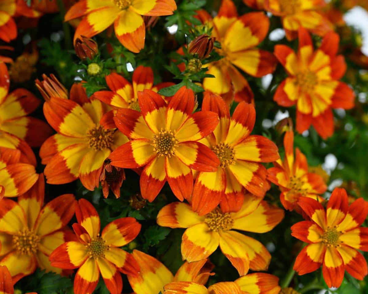 Orange Bidens plant