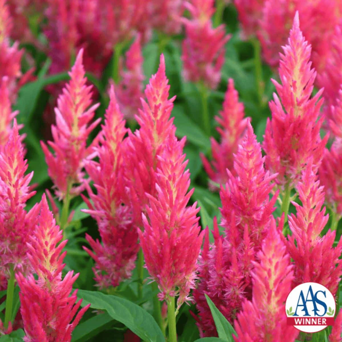 Flamma series pink celosia