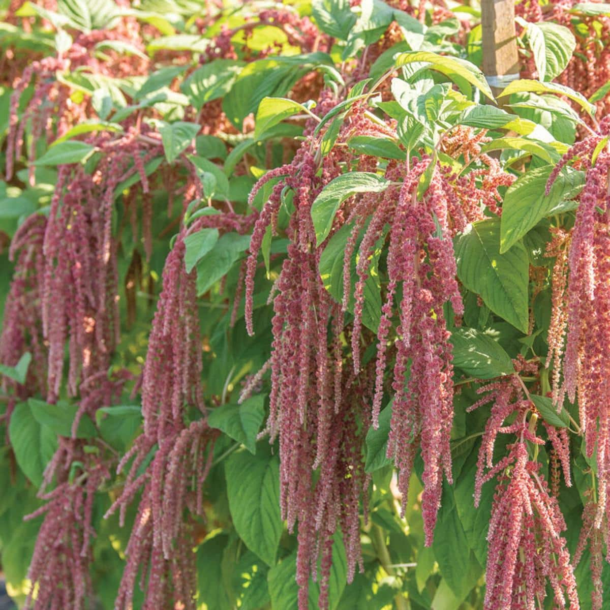 Coral Fountain Amaranth