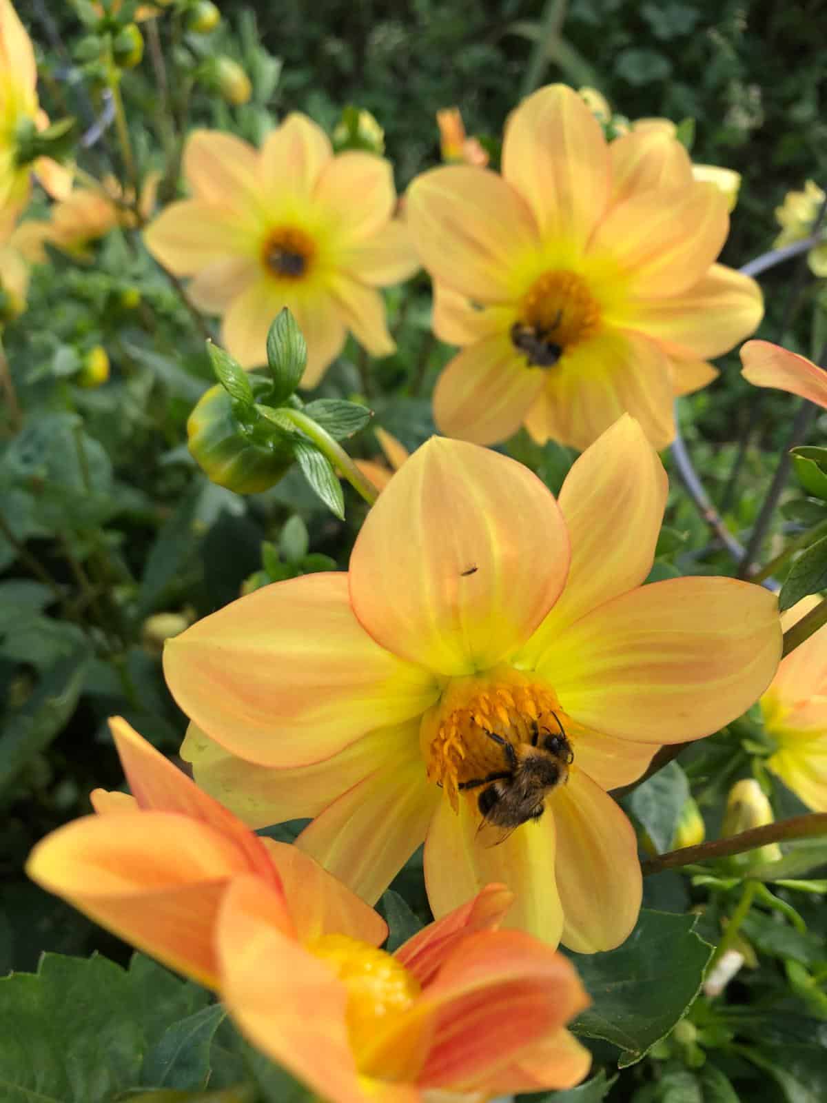 Dahlias started from seed