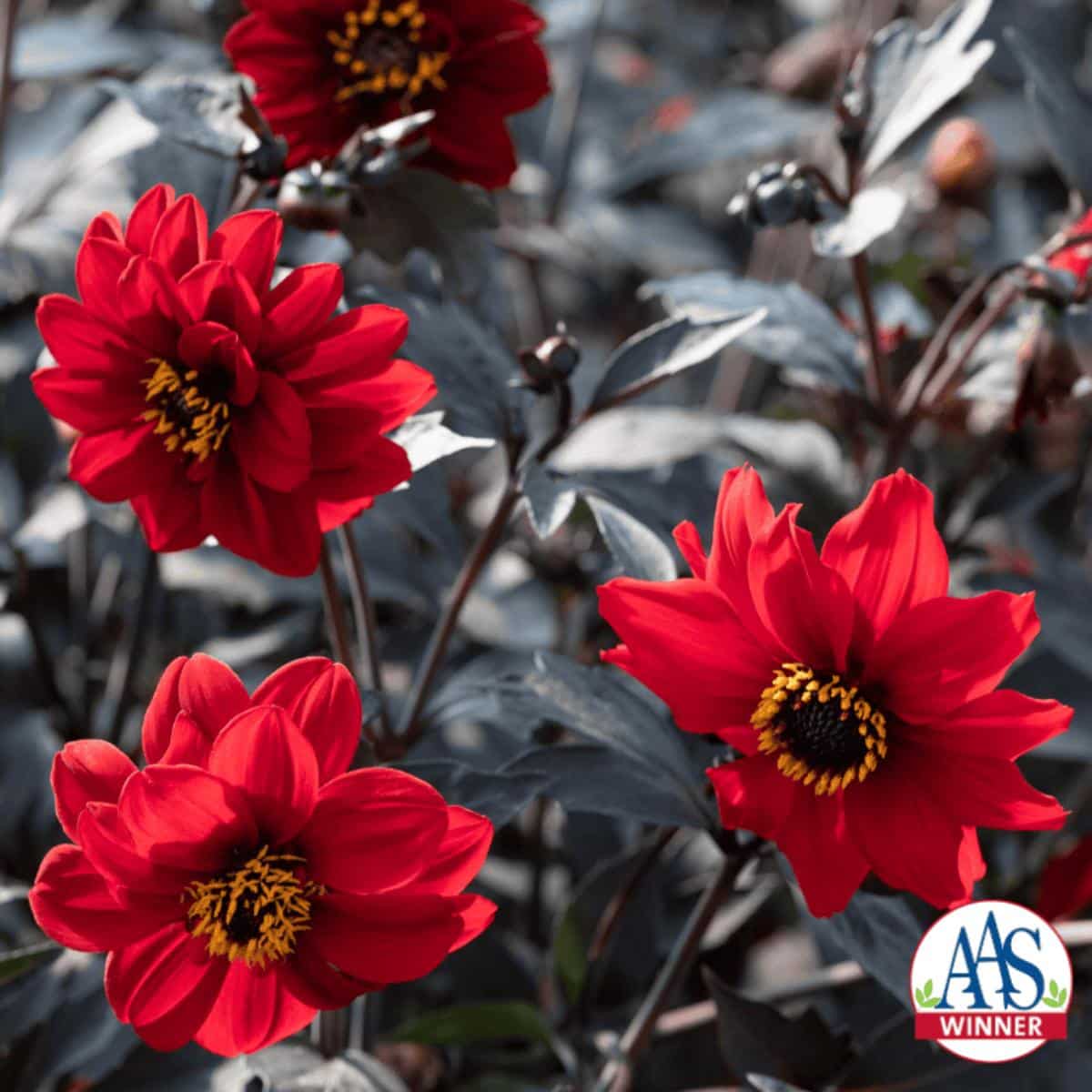 Black Forest Ruby dahlia