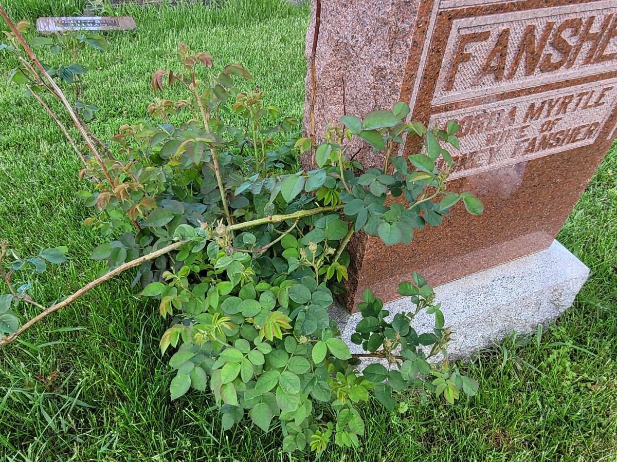 Dogsled stem in need of pruning on a rose