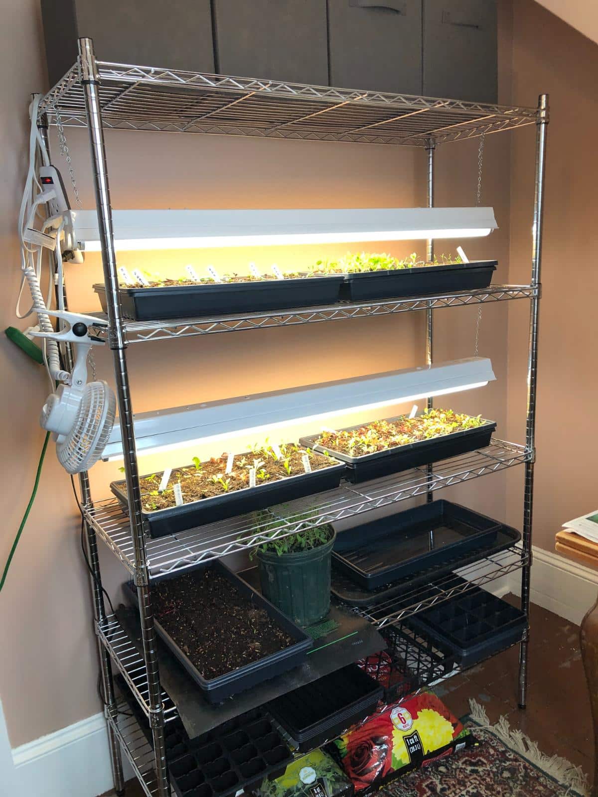 Growing shelf and light setup in a house