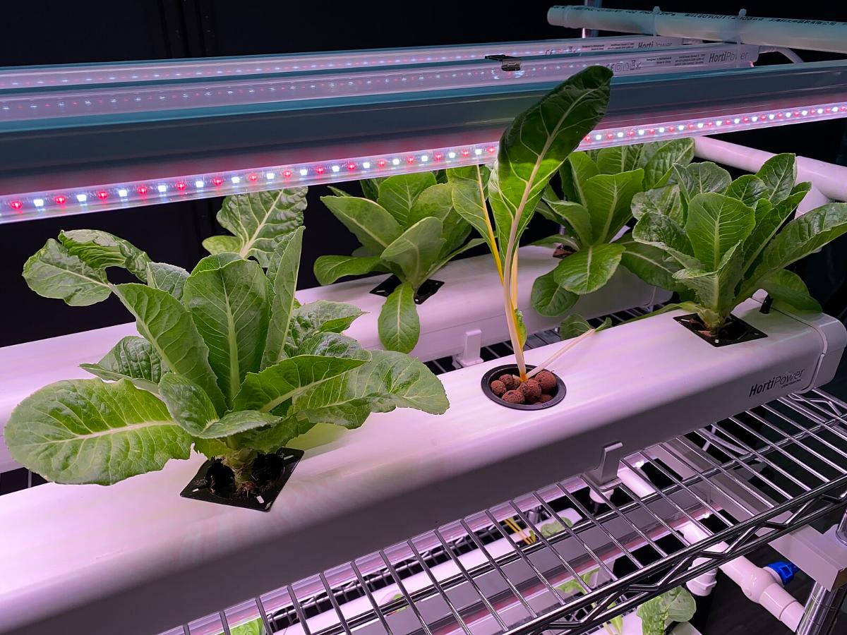 Indoor hydroponic setup