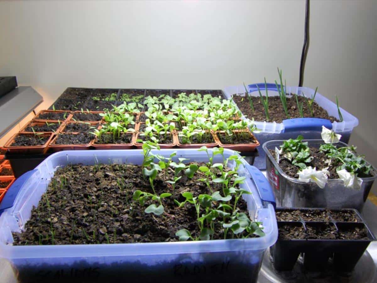 Variety of greens and plants in an indoor garden