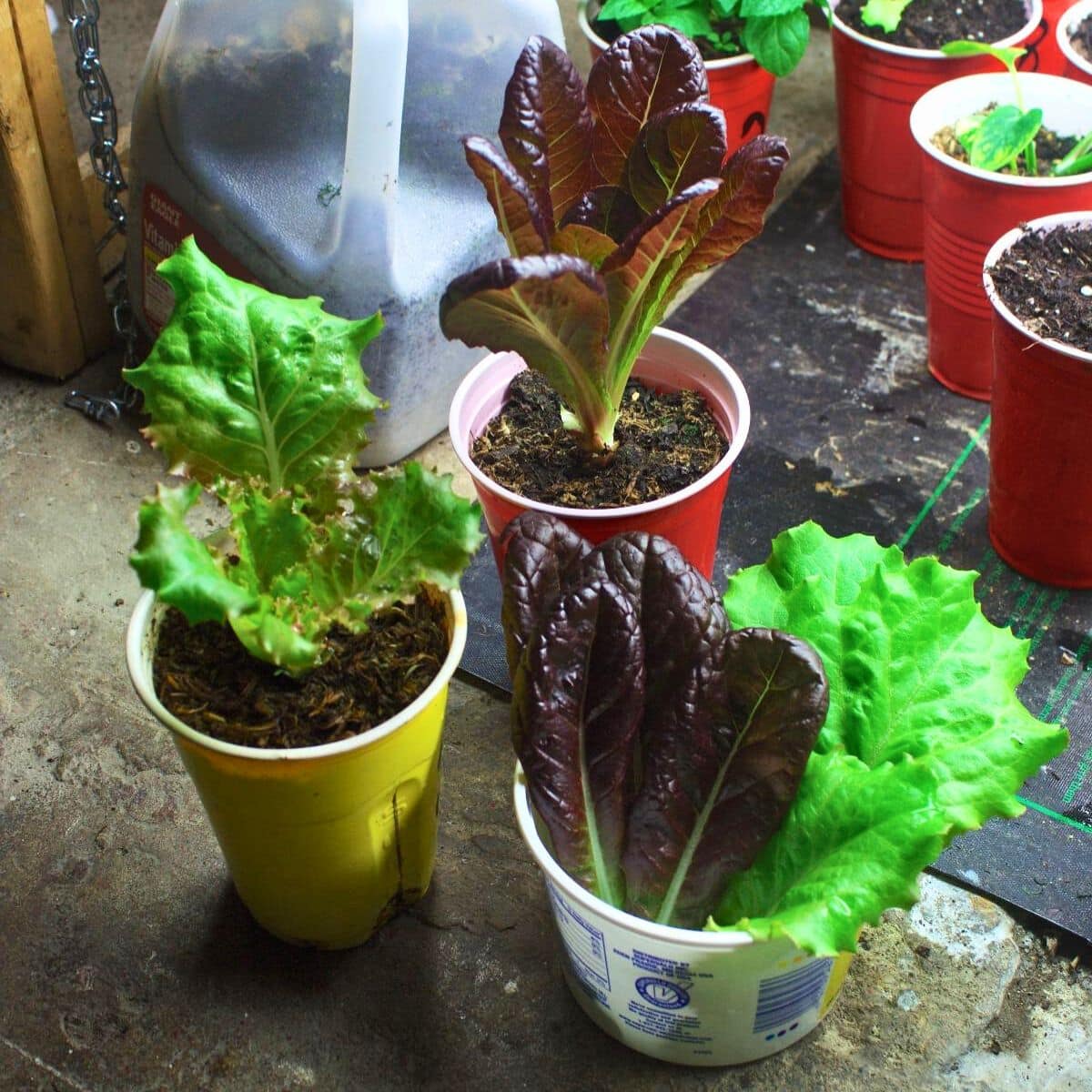 Leafy greens growing in pots indoors.