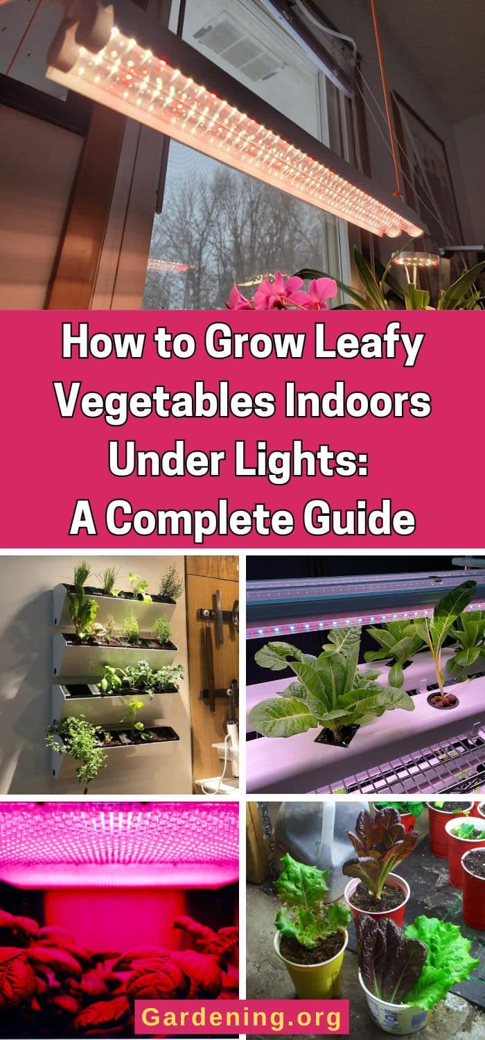 How to Grow Leafy Vegetables Indoors Under Lights: A Complete Guide pinterest image