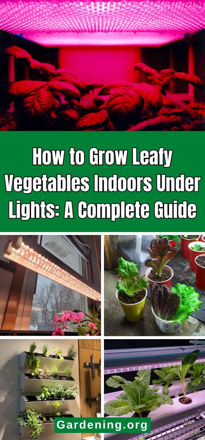 How to Grow Leafy Vegetables Indoors Under Lights: A Complete Guide pinterest image