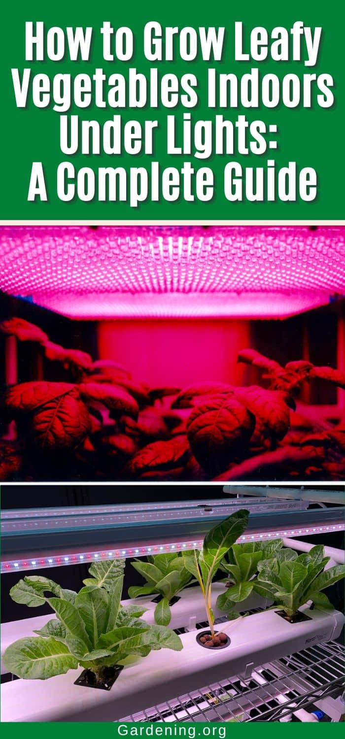 How to Grow Leafy Vegetables Indoors Under Lights: A Complete Guide pinterest image