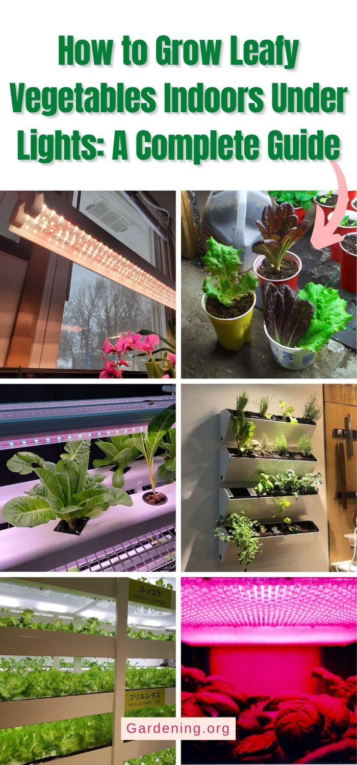 How to Grow Leafy Vegetables Indoors Under Lights: A Complete Guide pinterest image