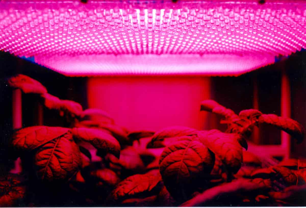 Lettuce growing indoors under light