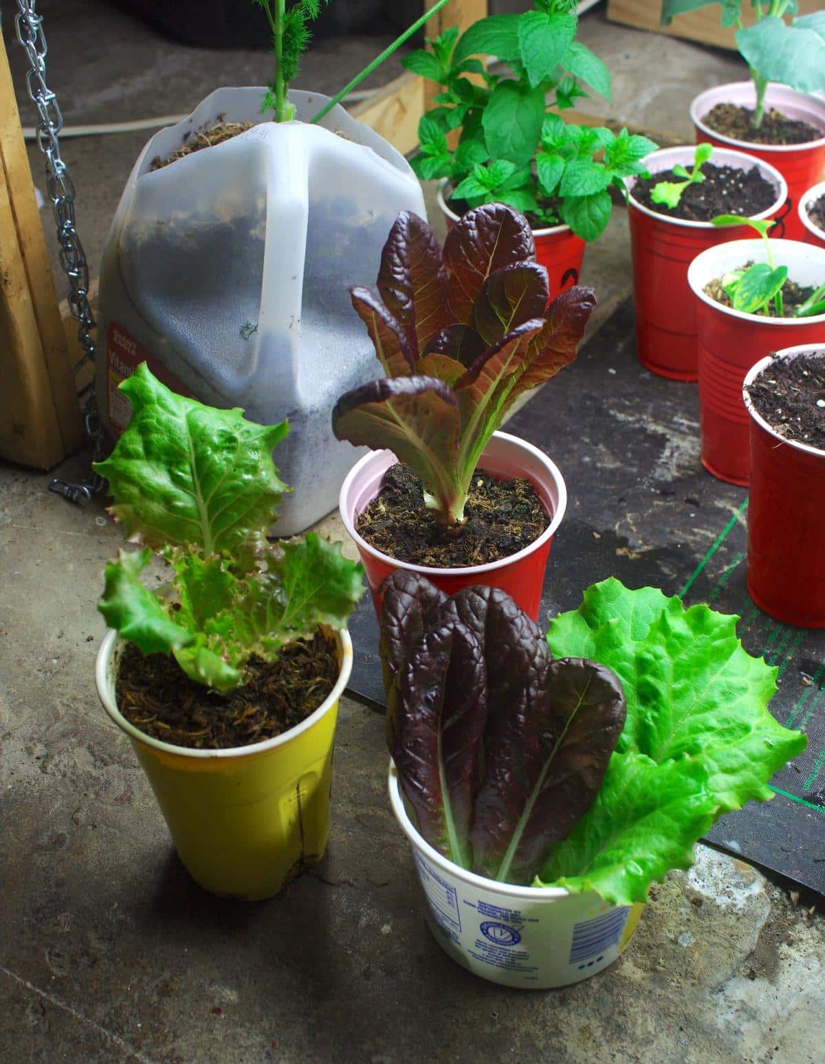 Upcycled plant pots for indoor gardening