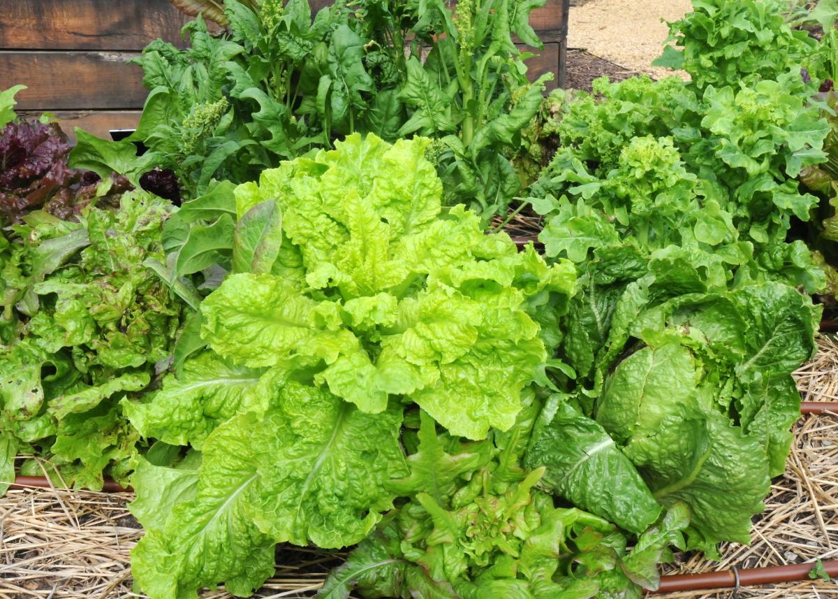 Spinach and lettuce plants