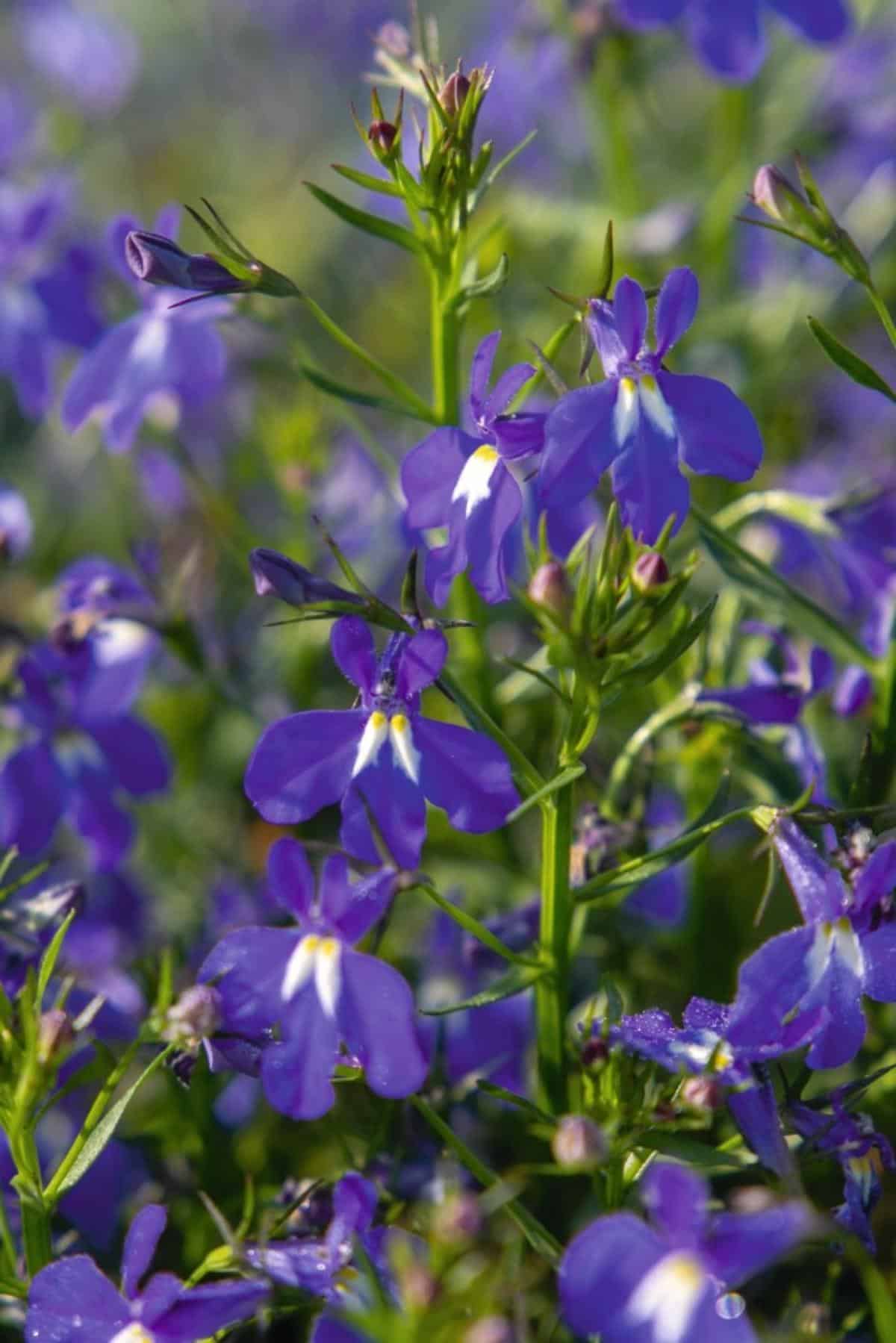 Masterpiece lobelia