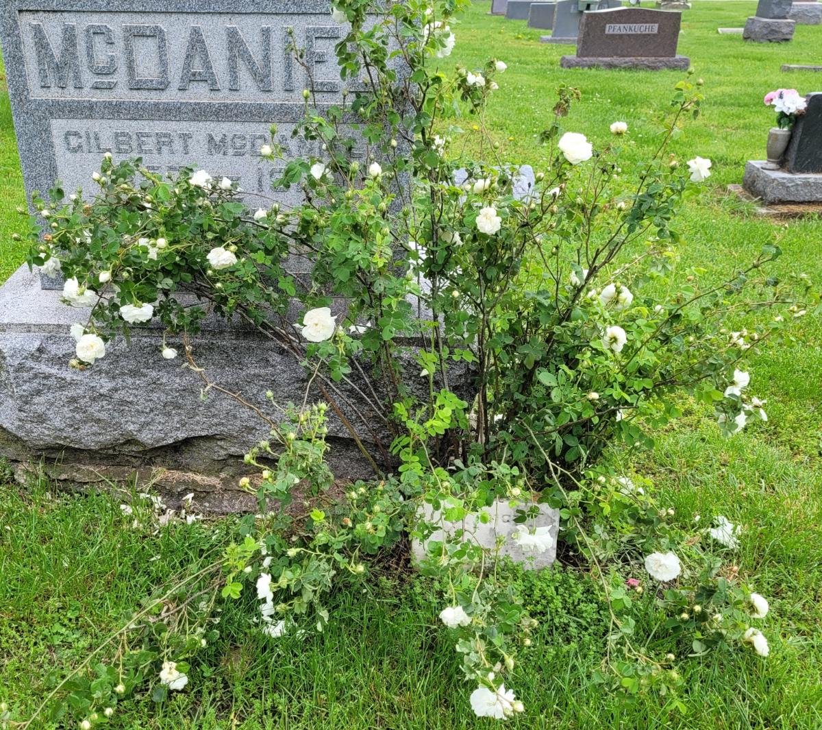 A lanky rose that was winter pruned