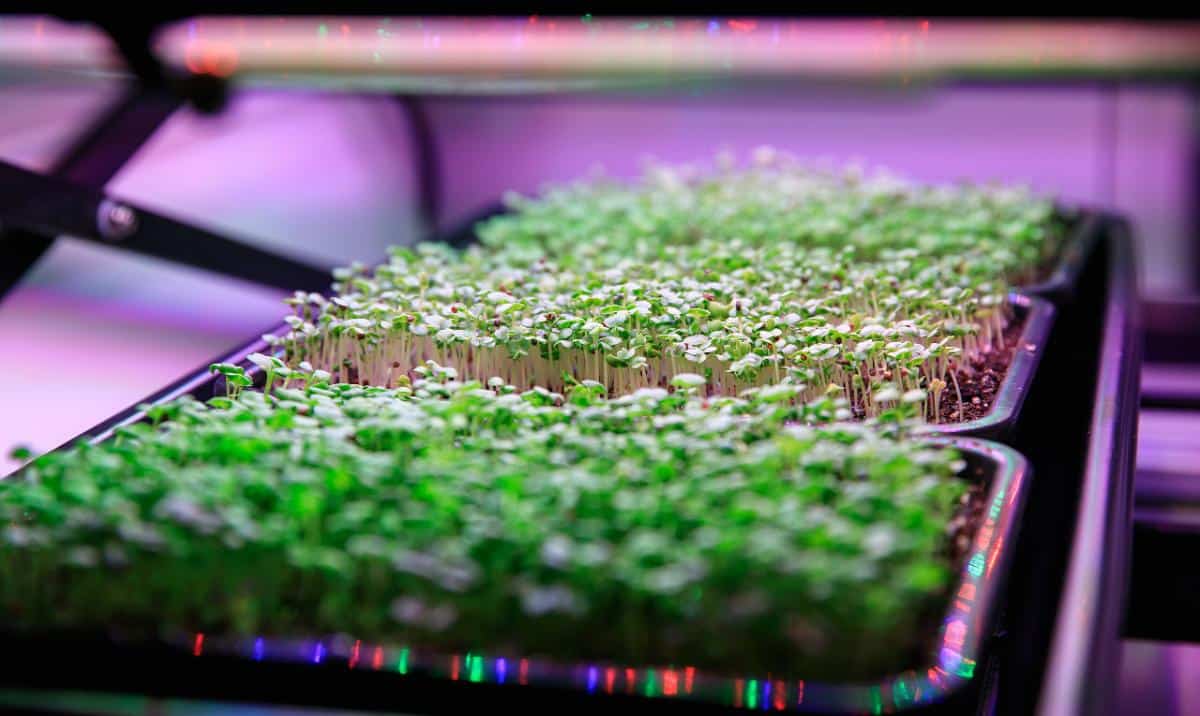 Microgreens under grow lights