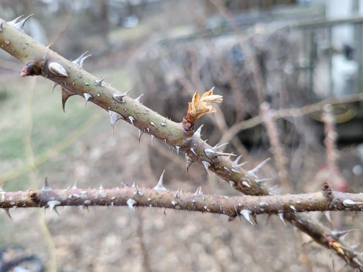 New growth on an early pruned rose