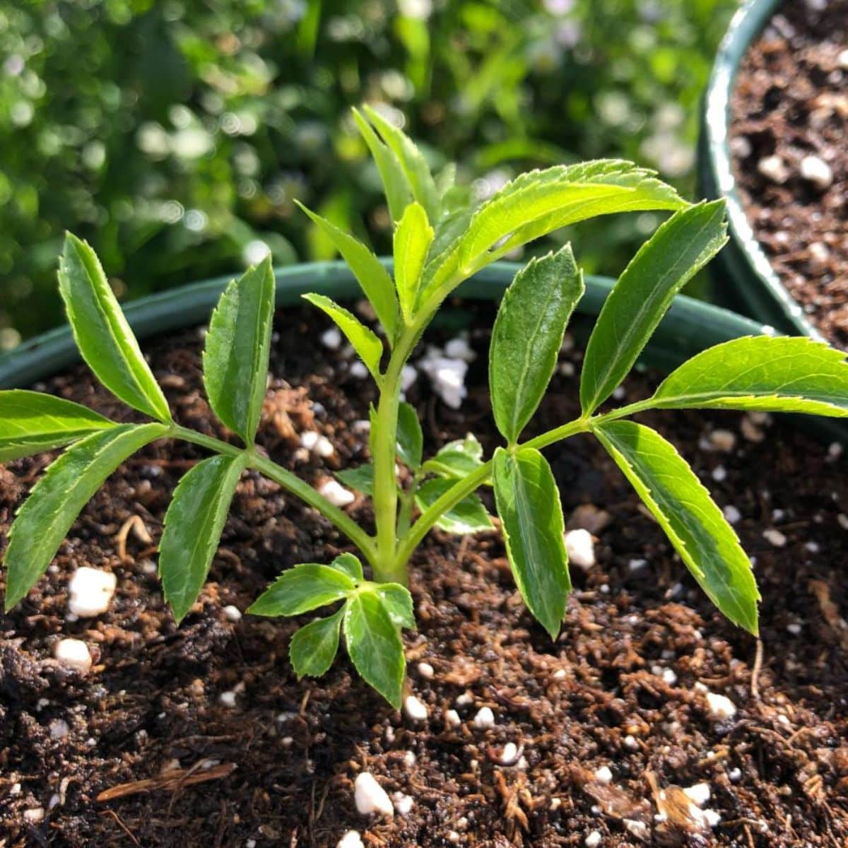 A small perennial seedling is growing in a pot.