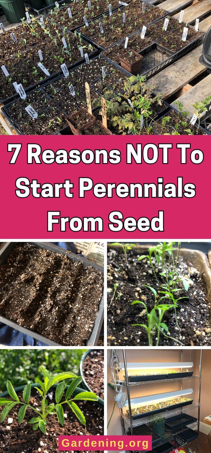 7 Reasons NOT To Start Perennials From Seed pinterest image