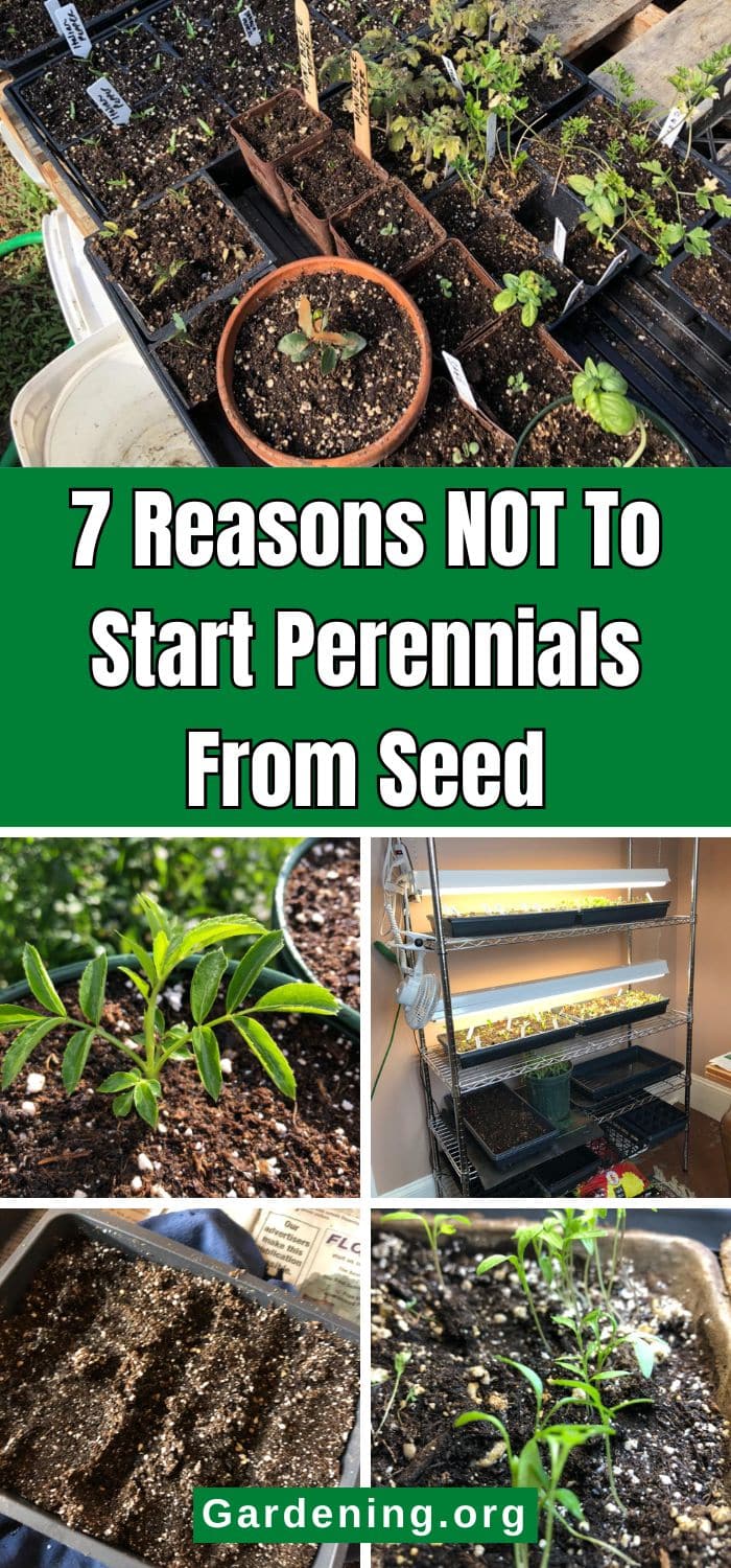 7 Reasons NOT To Start Perennials From Seed pinterest image