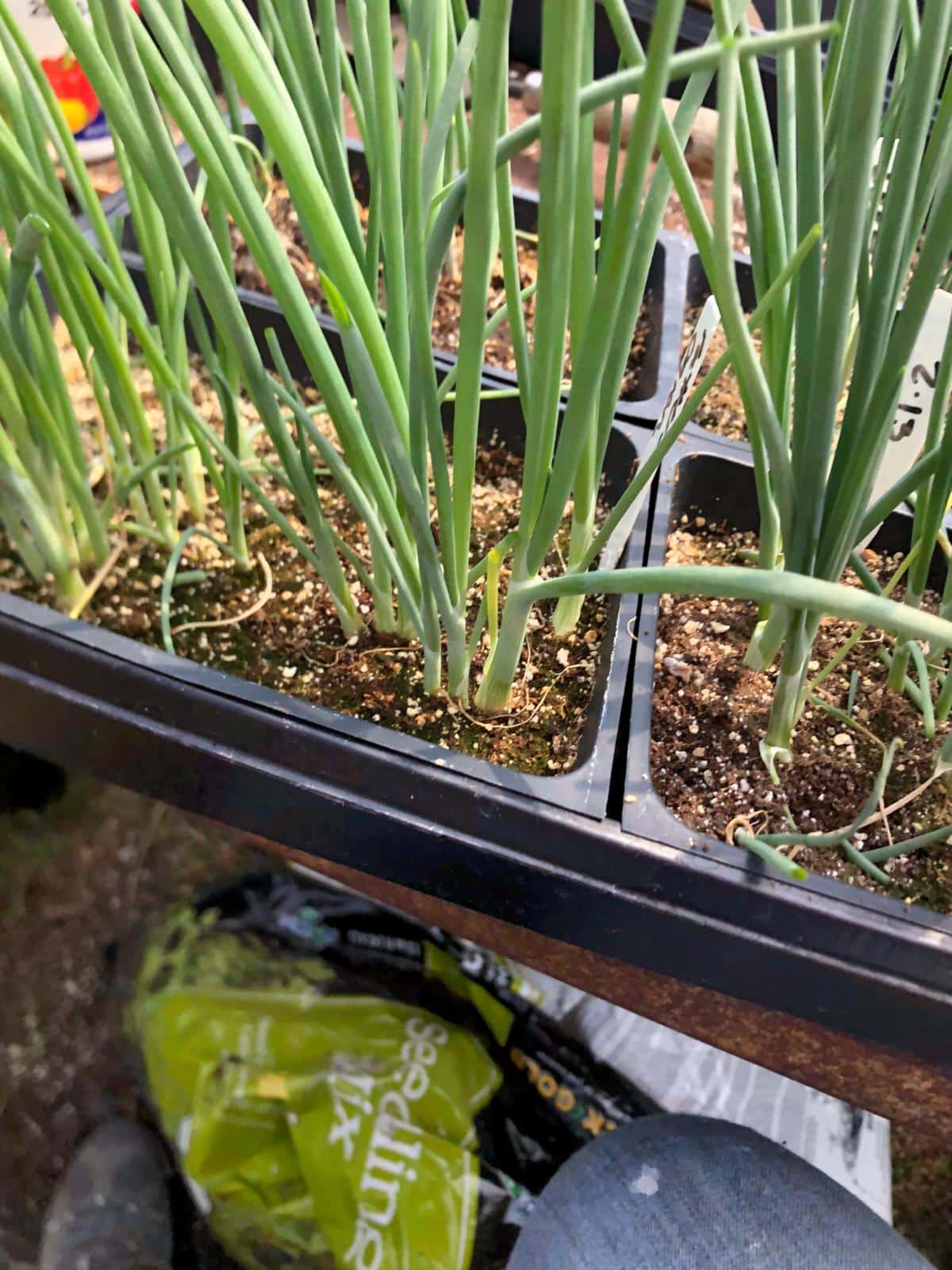 Onions grown from seed in a seedling pot