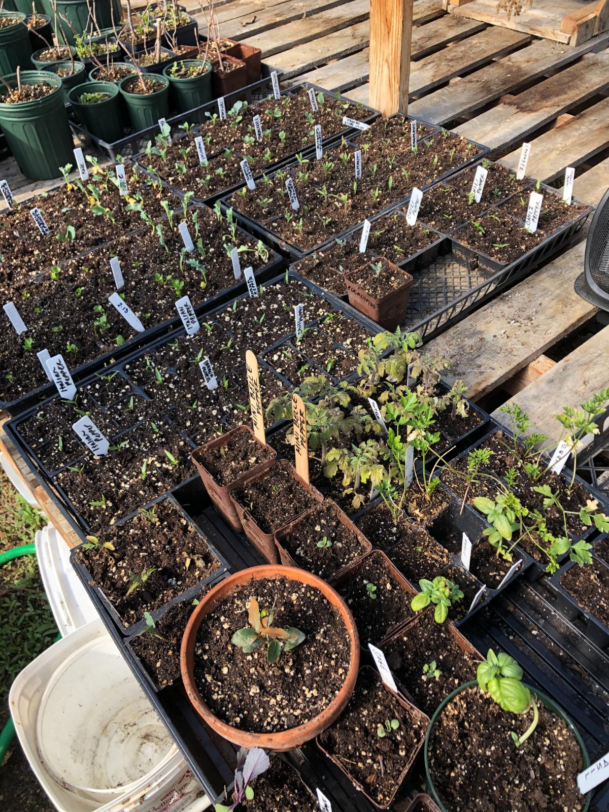 Variety of perennial and annuals plants in a greenhouse