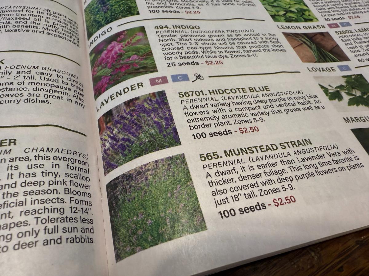 Seed catalog showing perennial lavender