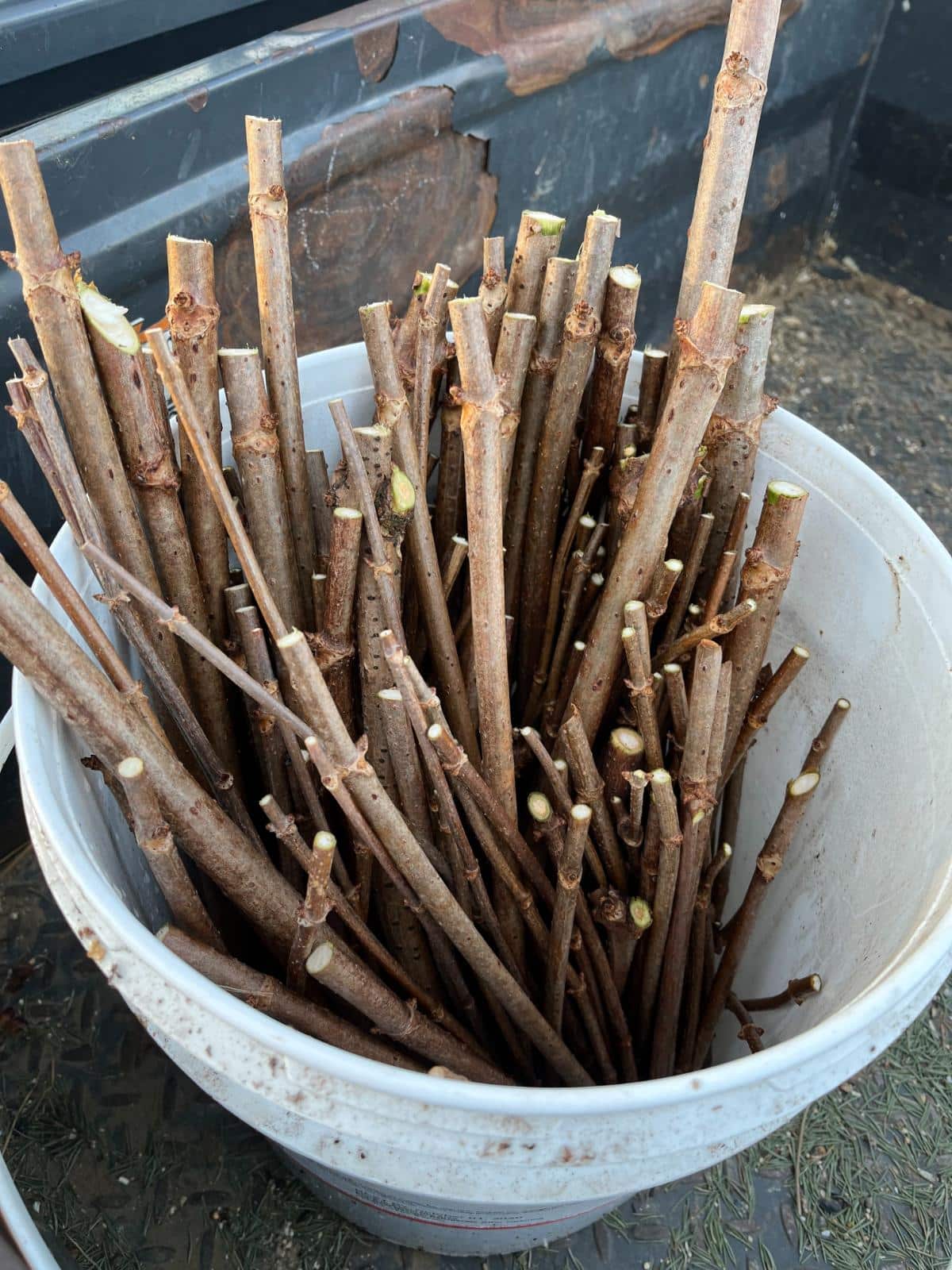 Cuttings of elderberry plants