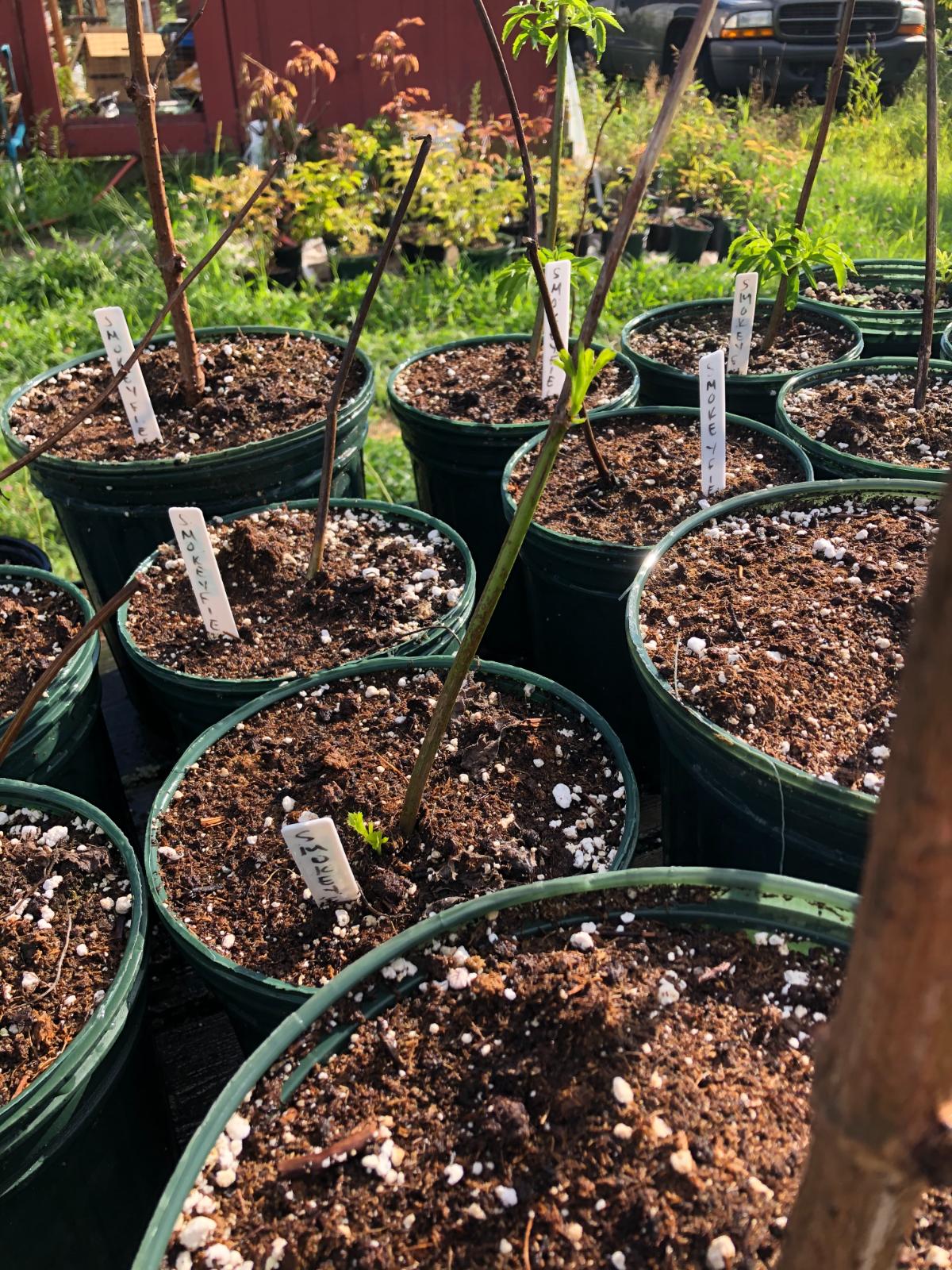 Perennials in a greenhouse from cuttings