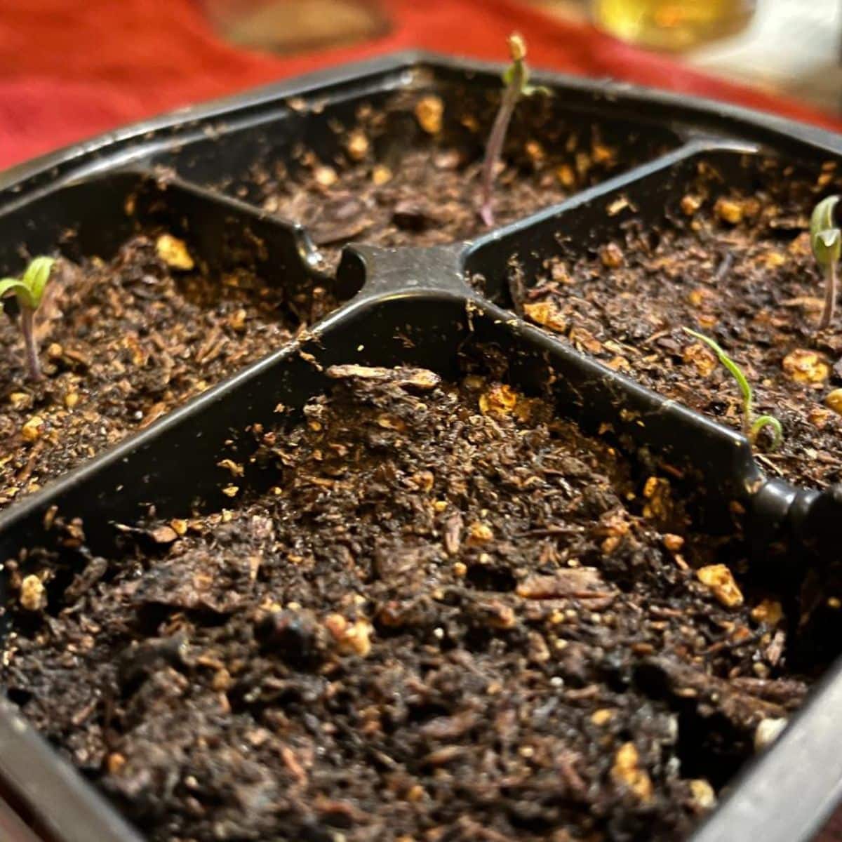 Perennials seeds planted in a germination tray.