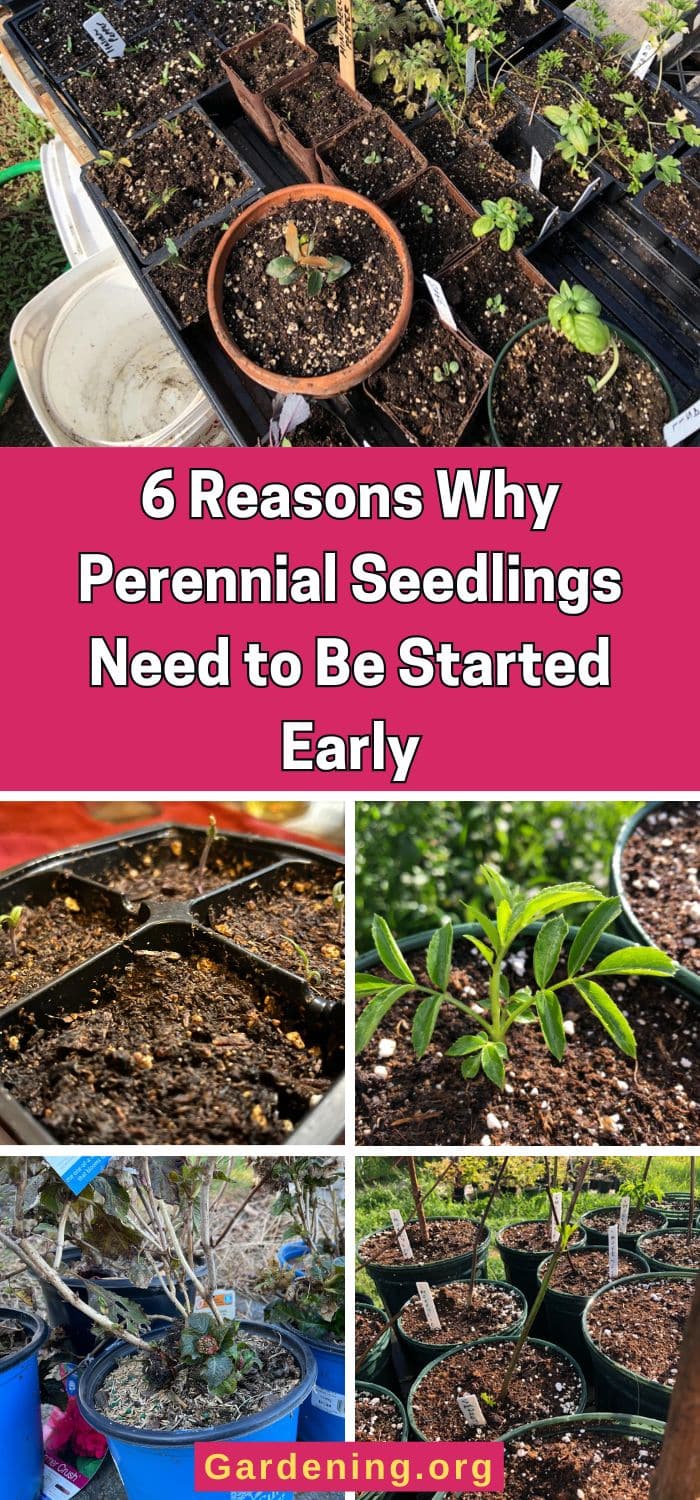 6 Reasons Why Perennial Seedlings Need to Be Started Early pinterest image