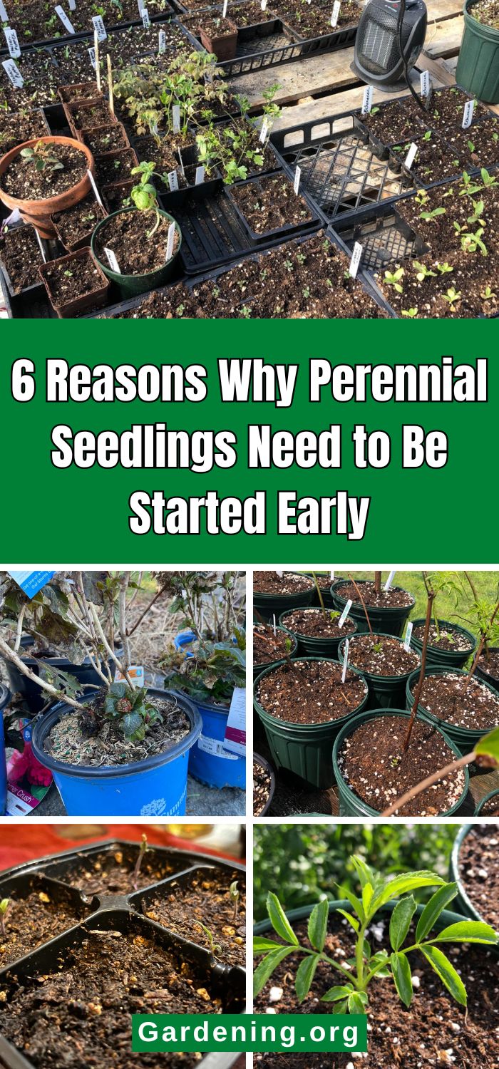 6 Reasons Why Perennial Seedlings Need to Be Started Early pinterest image