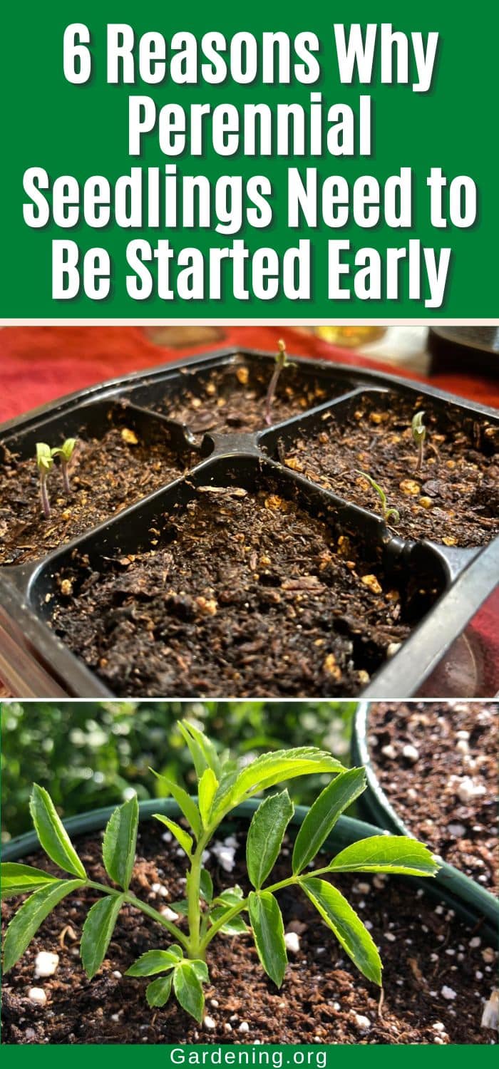 6 Reasons Why Perennial Seedlings Need to Be Started Early pinterest image