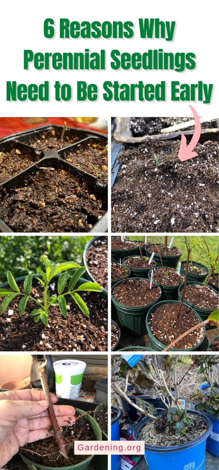 6 Reasons Why Perennial Seedlings Need to Be Started Early pinterest image