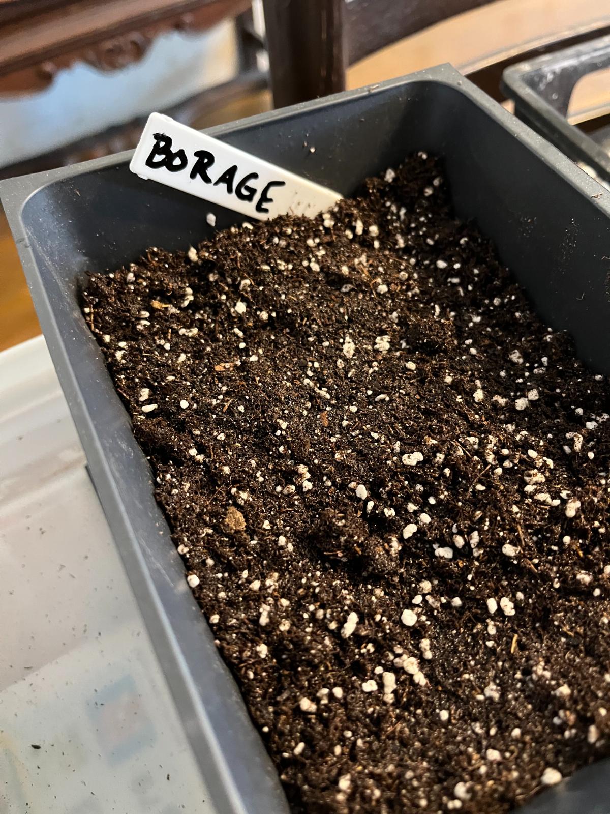 Germination trays with borage seeds