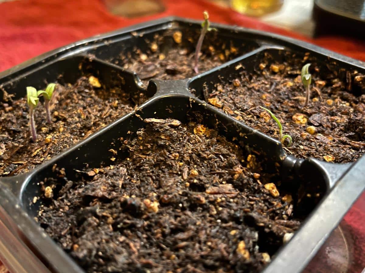 Seeds sprouting in a cell pack pot