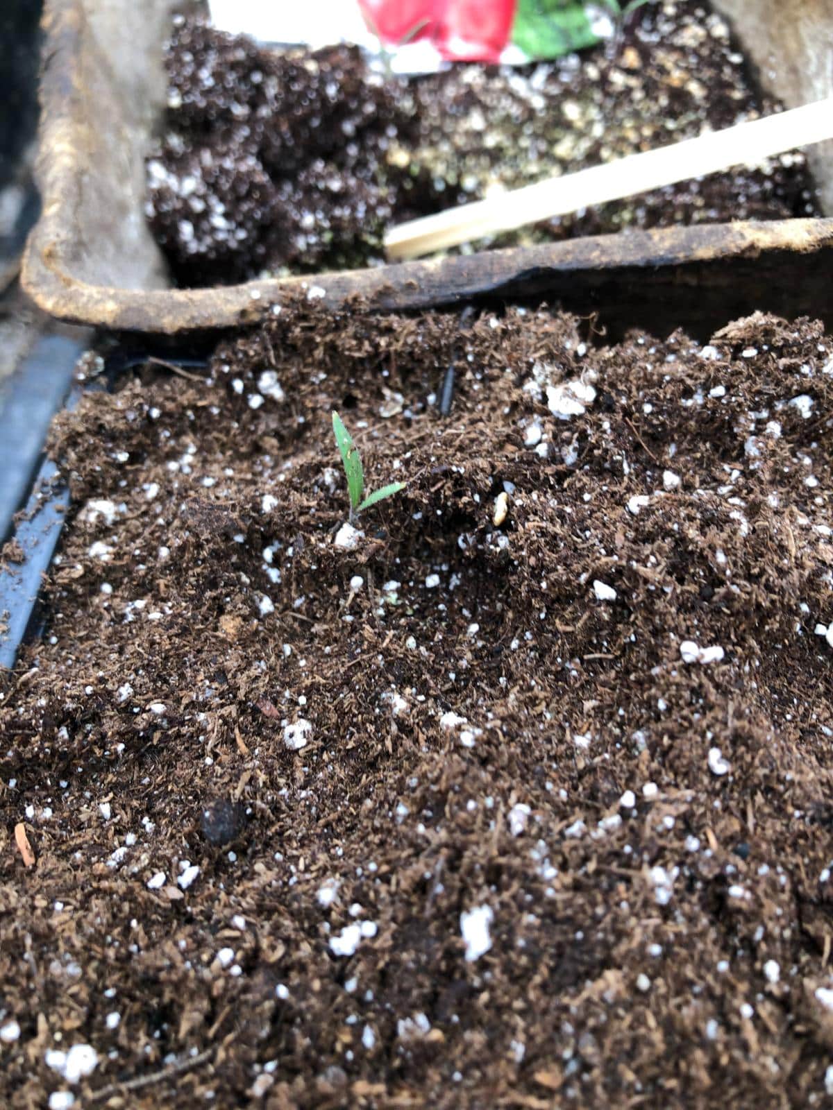 Germinating seedlings in germination pot