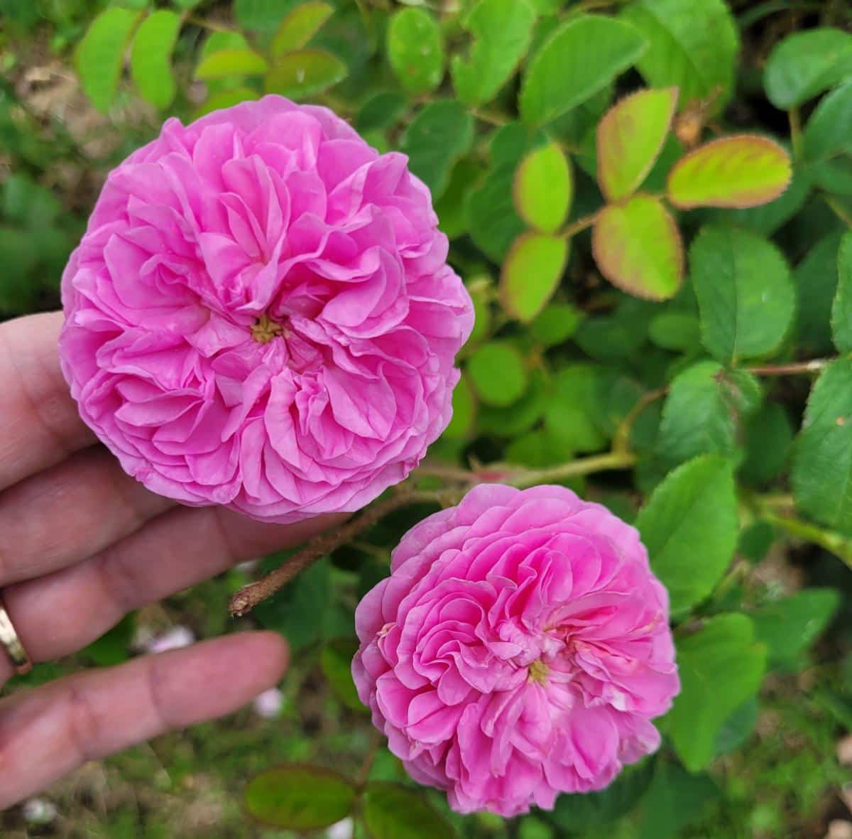 Thriving pink rose blossom