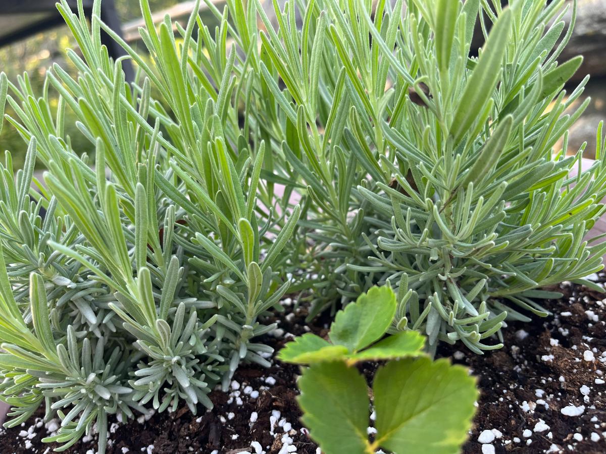 Lavender in a pot with a strawberry plant