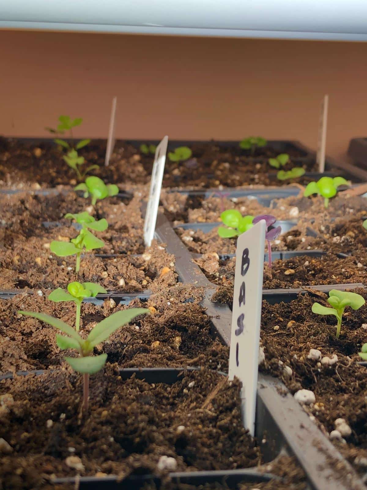 Seedlings growing indoors