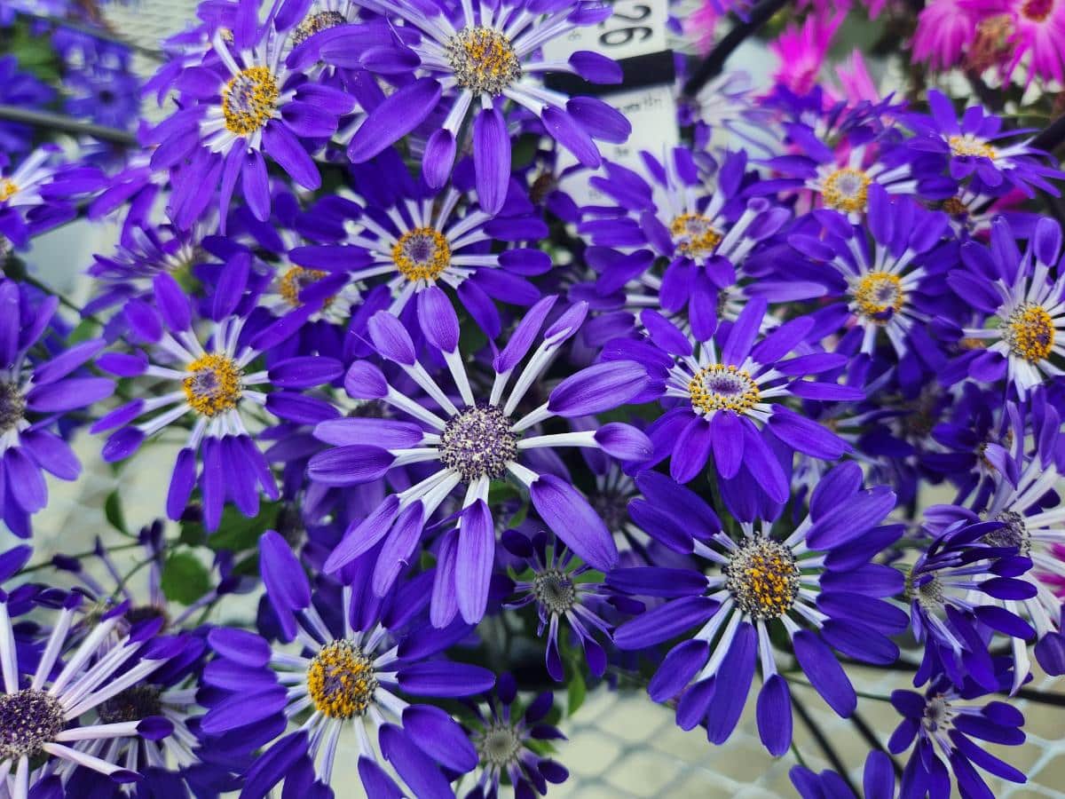 Pericallis ‘Senetti Blue Spoon’