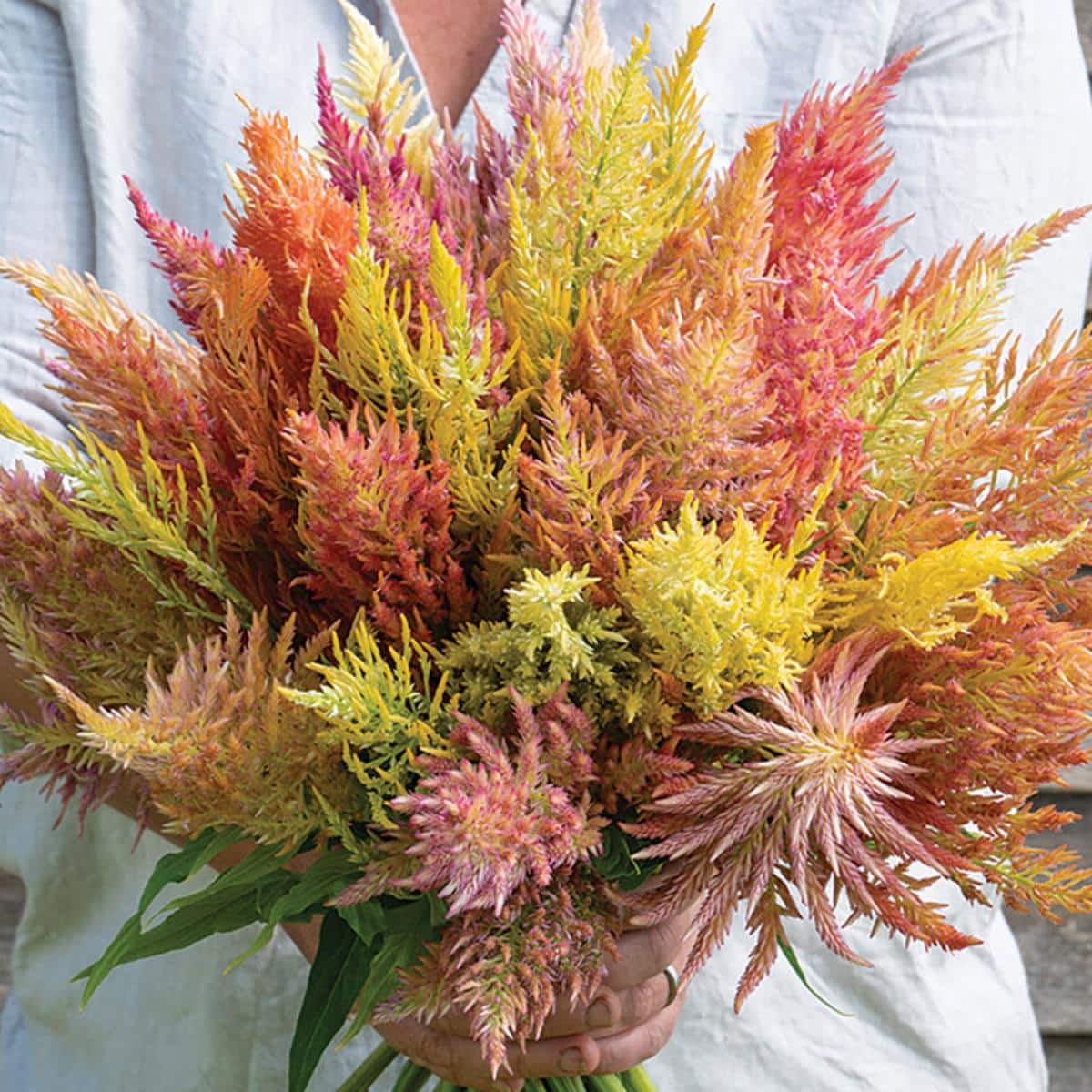 Shimmer celosia