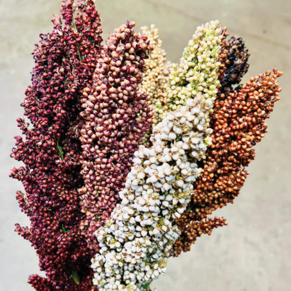 Prairie pearls ornamental sorghum