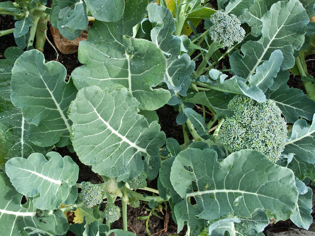 DeCicco broccoli plant