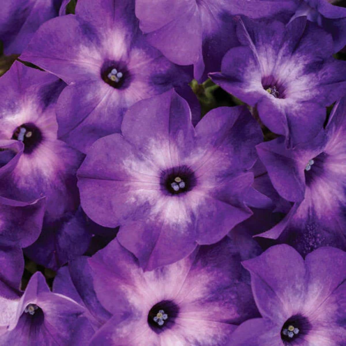 Supertunia petunia