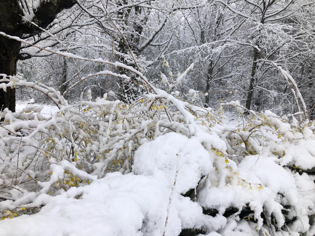 Snow on blooming forsythia