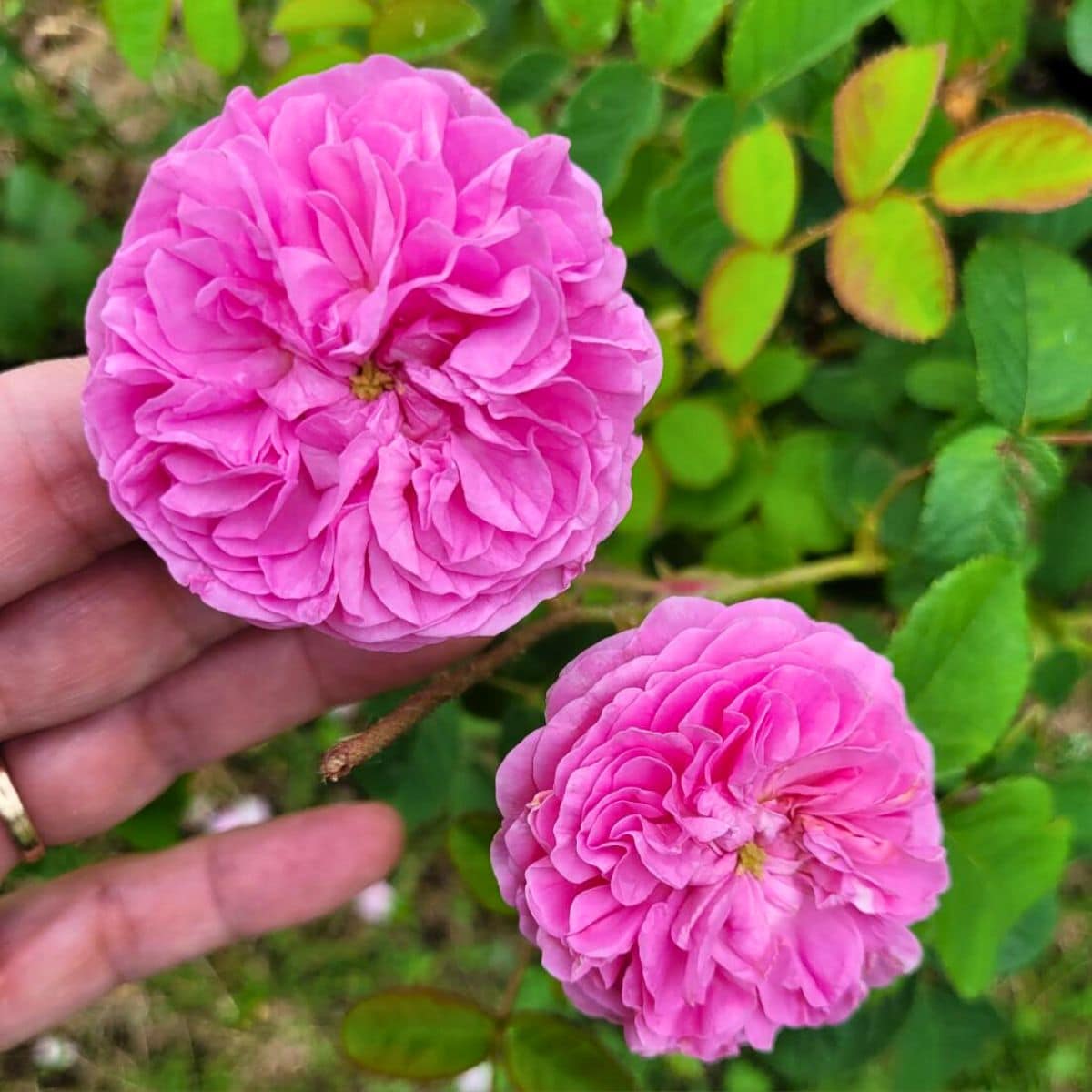 A gardener is touching beautiful purple roses.