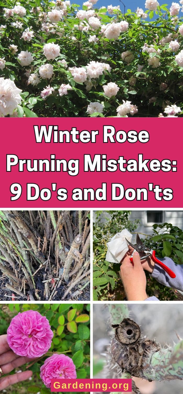 Winter Rose Pruning Mistakes: 9 Do's and Don'ts pinterest image