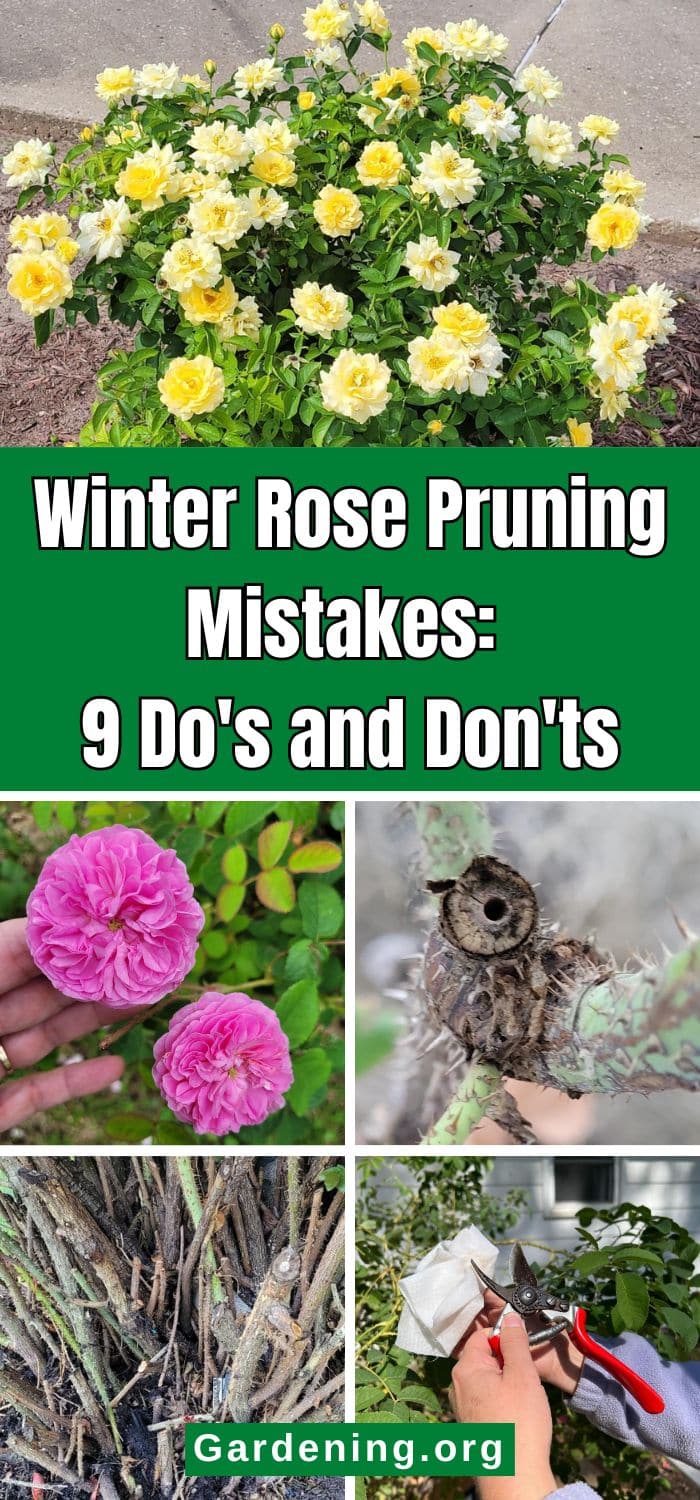 Winter Rose Pruning Mistakes: 9 Do's and Don'ts pinterest image